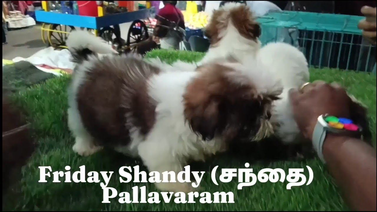 Pallavaram Friday Shandy Pets Birds Pigeons Cockatiel Rabbits Fish  Furniture Chennai Market Vlog