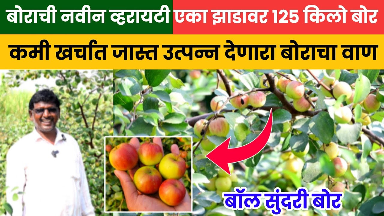 🔶बॉल सुंदरी बोर | एका झाडावर 125 किलो बोर | कमी खर्चात जास्त उत्पन्न देणारा वाण | नवीन व्हरायटीच बोर