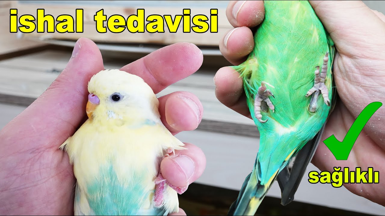Muhabbet Kuşu İshal Tedavisi
