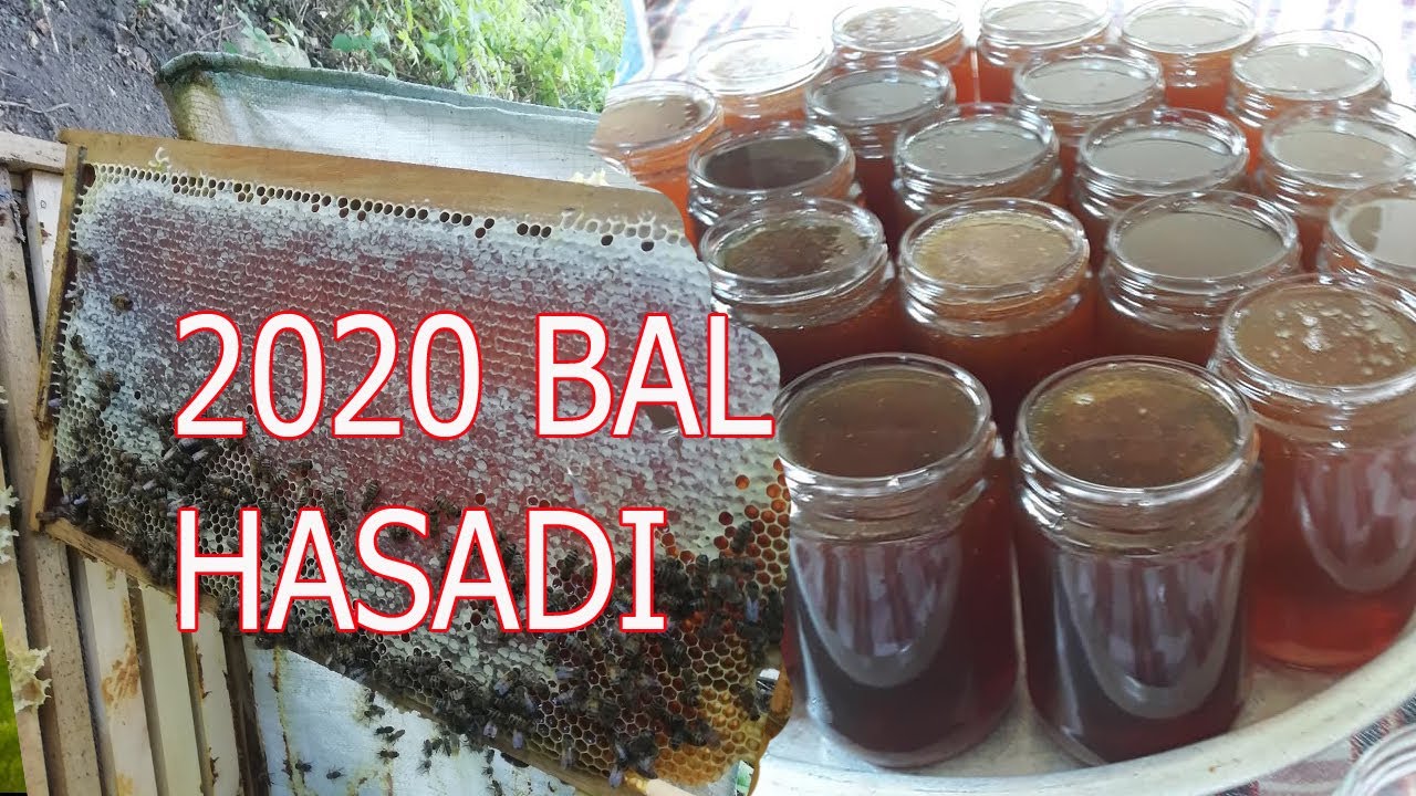 2020 Yılı Bal Hasadını Yaptık (Bütün Aşamaları ile Birlikte)