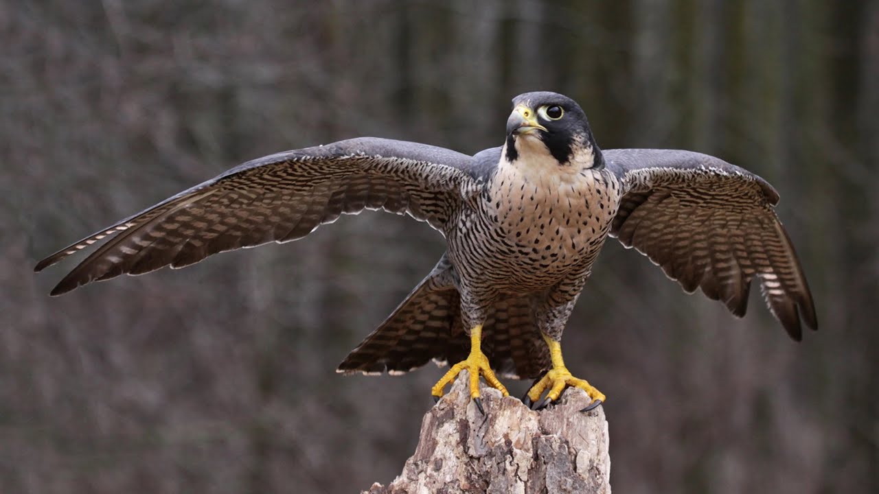 Unveiling 10 Surprising Facts About Falcons