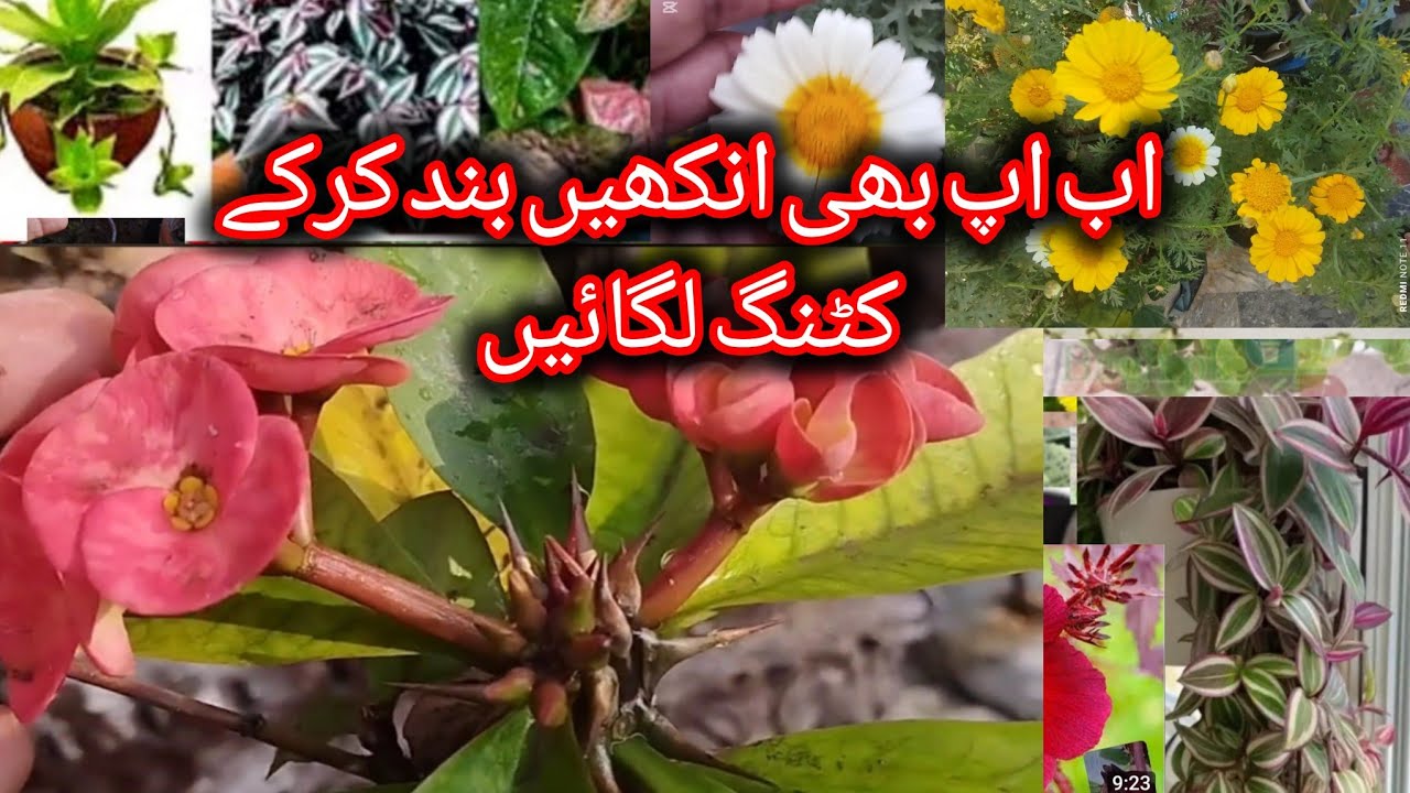 Permanent Plants Grow From Cutting In January/grow plants by cutting fast۔۔۔