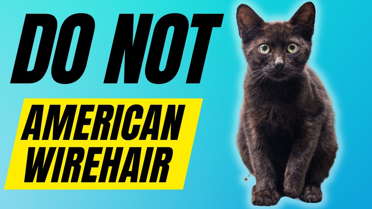 7 Reasons You SHOULD NOT Get An American WireHair Cat