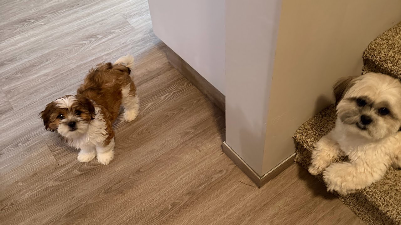 Mr.Tobyshihtzu is live!