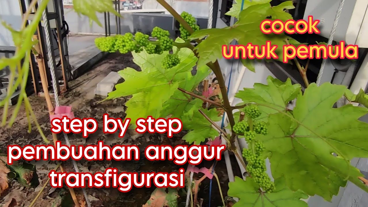 STEP BY STEP PEMBUAHAN  ANGGUR TRANS TRANSFIGURASI DI MUSIM HUJAN