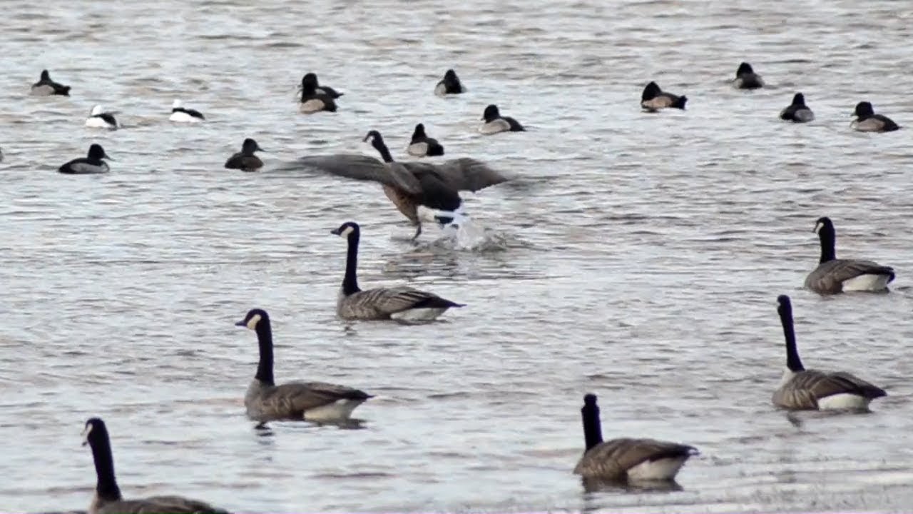 Canada geese taking off from water