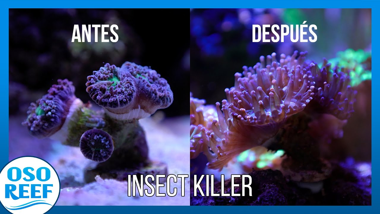 EUPHYLLIA ENFERMA !!! Cura efectiva con Insect Killer