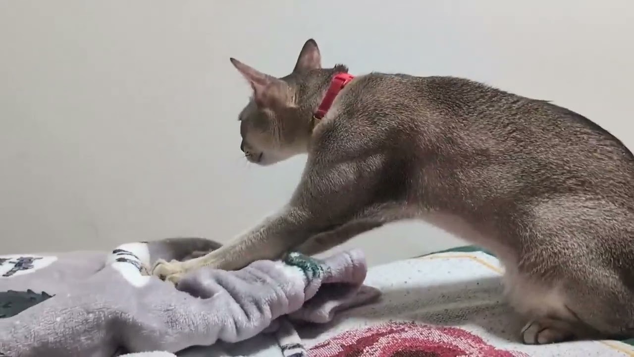25年9月の猫