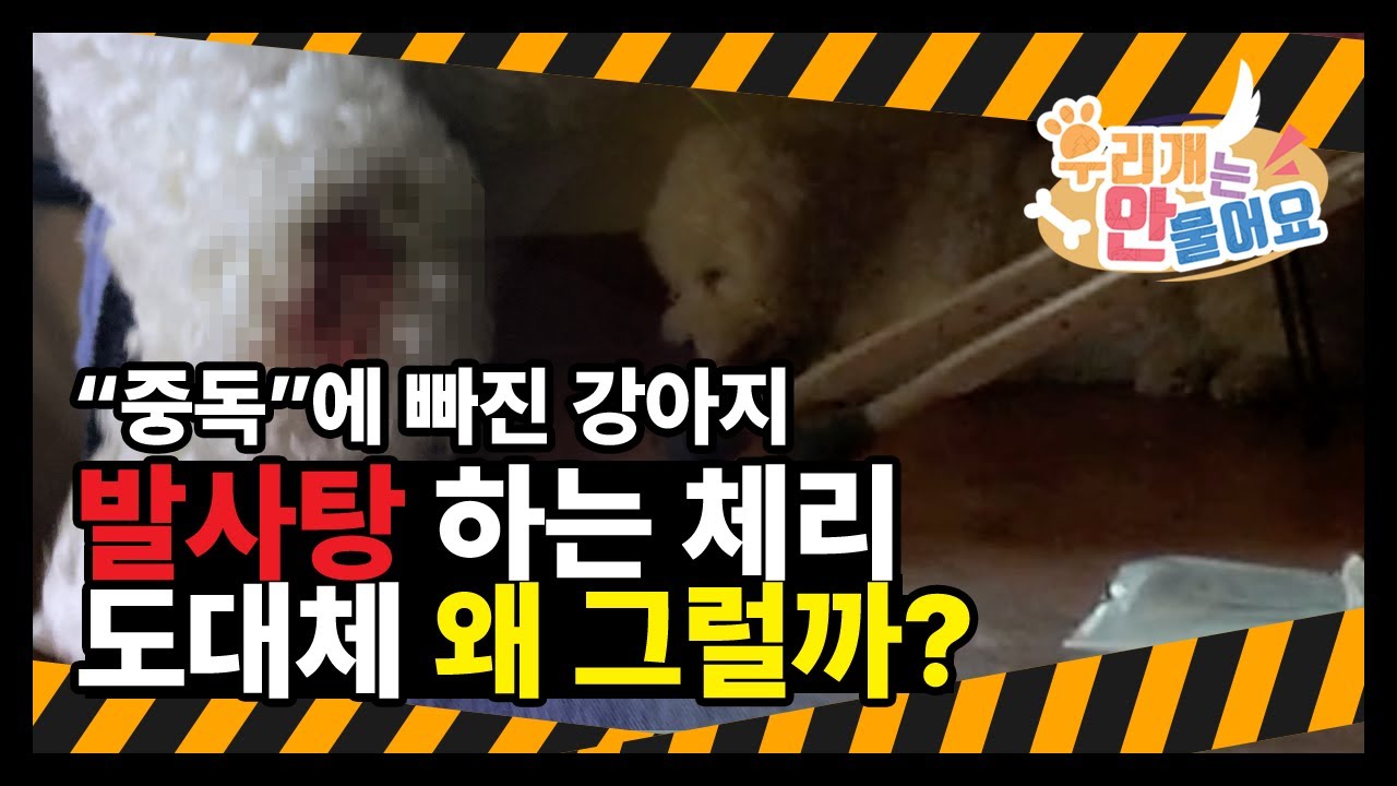 발사탕 하는 강아지 도대체 왜 그럴까? 중독에 빠진 강아지 체리 #발핥는강아지 #우리개는안물어요 #우리개연구소
