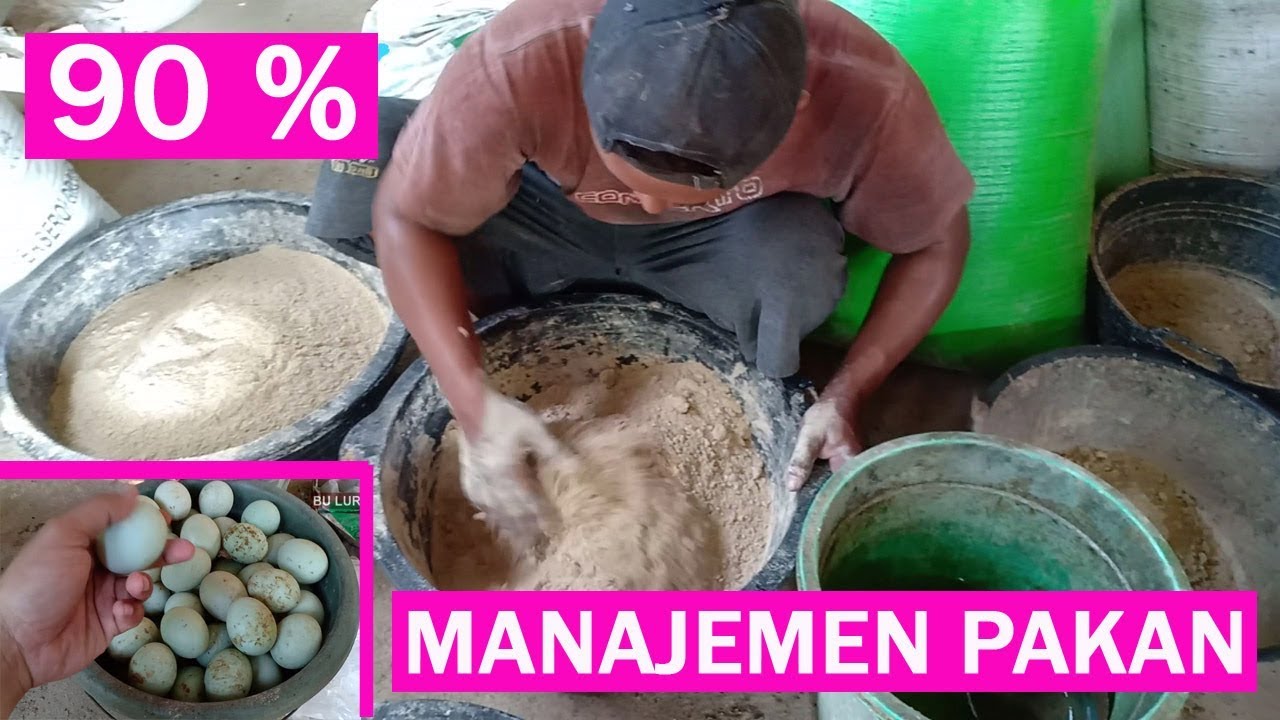 WAJIB DITIRU ! Pakan Bebek Petelur Organik Yang Baik