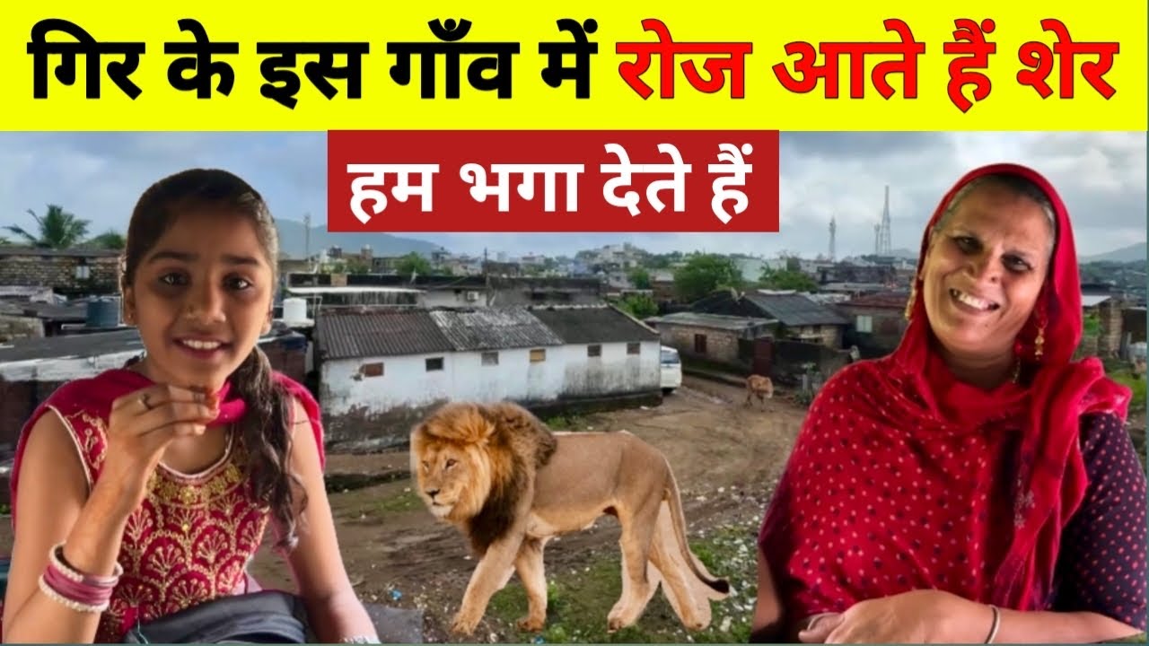 गिर के जंगल के इस में शेरों के साथ रहते हैं लोग। गिर जंगल में रेल सफारी…