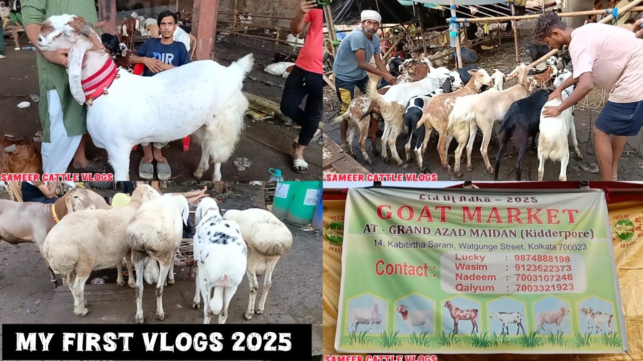 Khidirpur Bakra Mandi 2025 | Vlogs | Laga Barbara Bakra Ka Mela |#bakridspecial​ #goatmarket​ #goat​