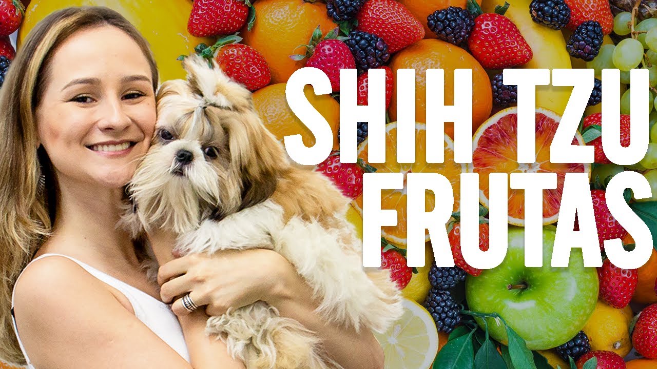 Shih Tzu - Frutas BOAS e RUINS