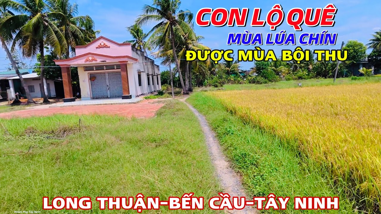 Cảnh Vùng Quê Yên Bình Mùa Cắt Lúa ở Con Lộ Quê Xã Long Thuận, Huyện Bến Cầu, Tỉnh Tây Ninh