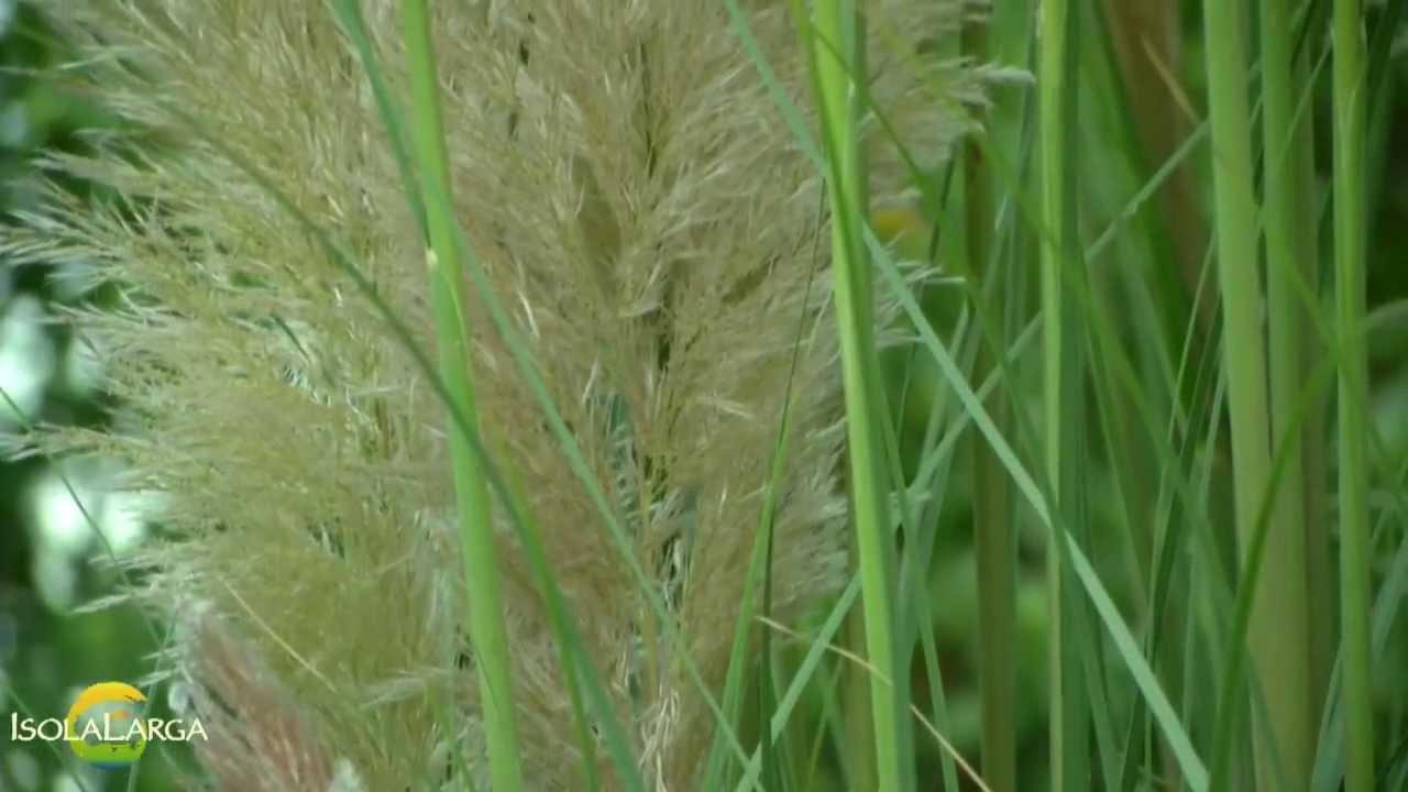 Cortaderia selloana pulizia primaverile