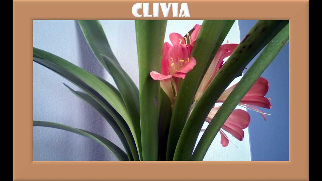 Clivia Miniata
