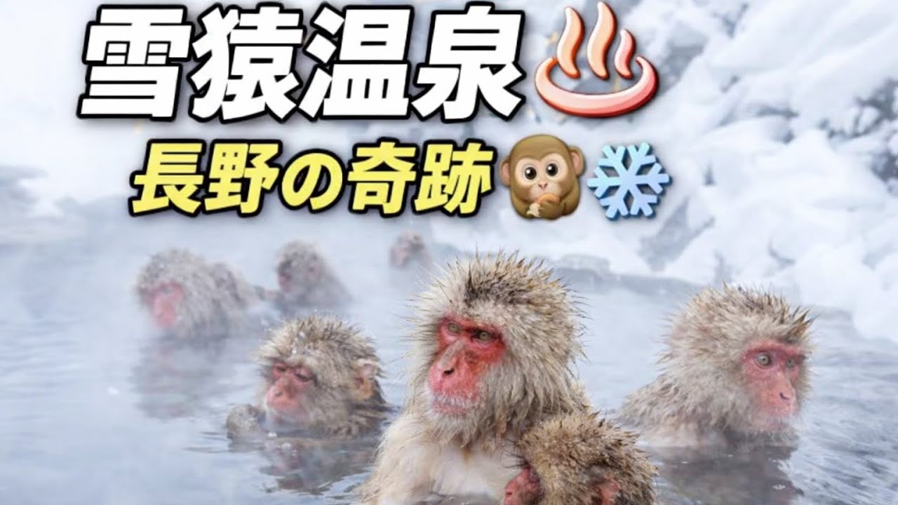 雪猿温泉♨️ 長野の奇跡🐒❄️ | 世界でここだけ#JapanTravel#SnowMonkeys#NaganoJapan#Onsen#WinterJapan#Shorts#YouTubeShort🐒