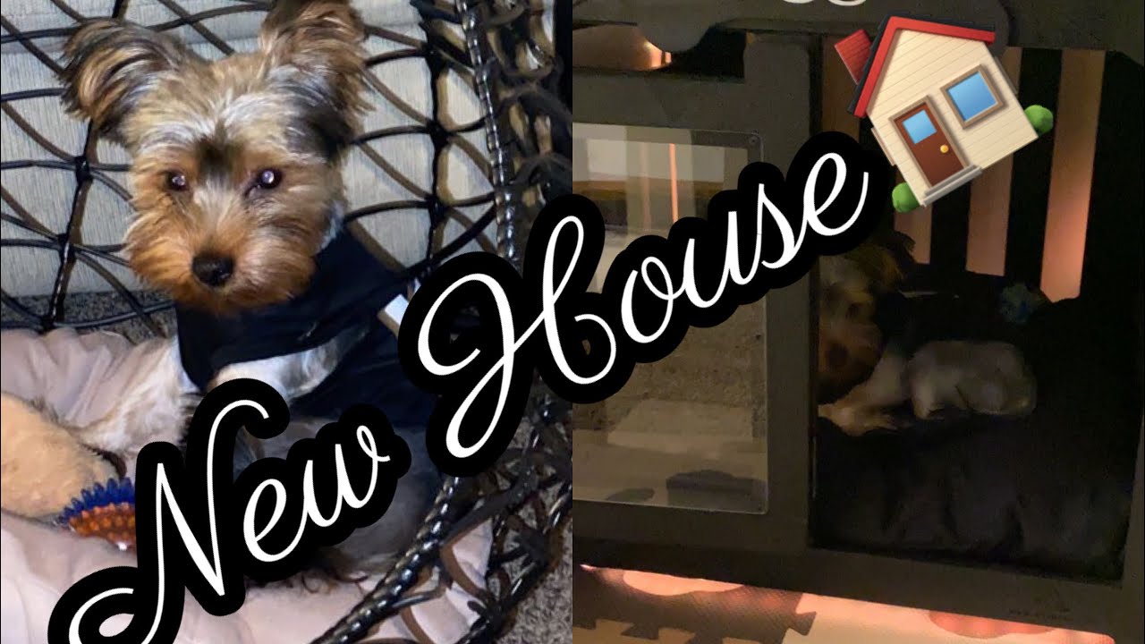 VLOG: WLOwood Dog House