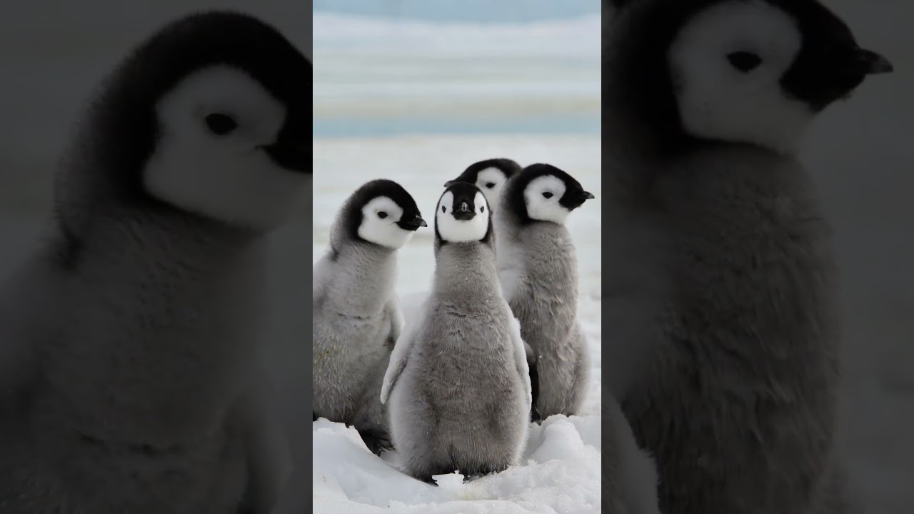 Fascinating Penguins: Exploring Their Unique Characteristics
