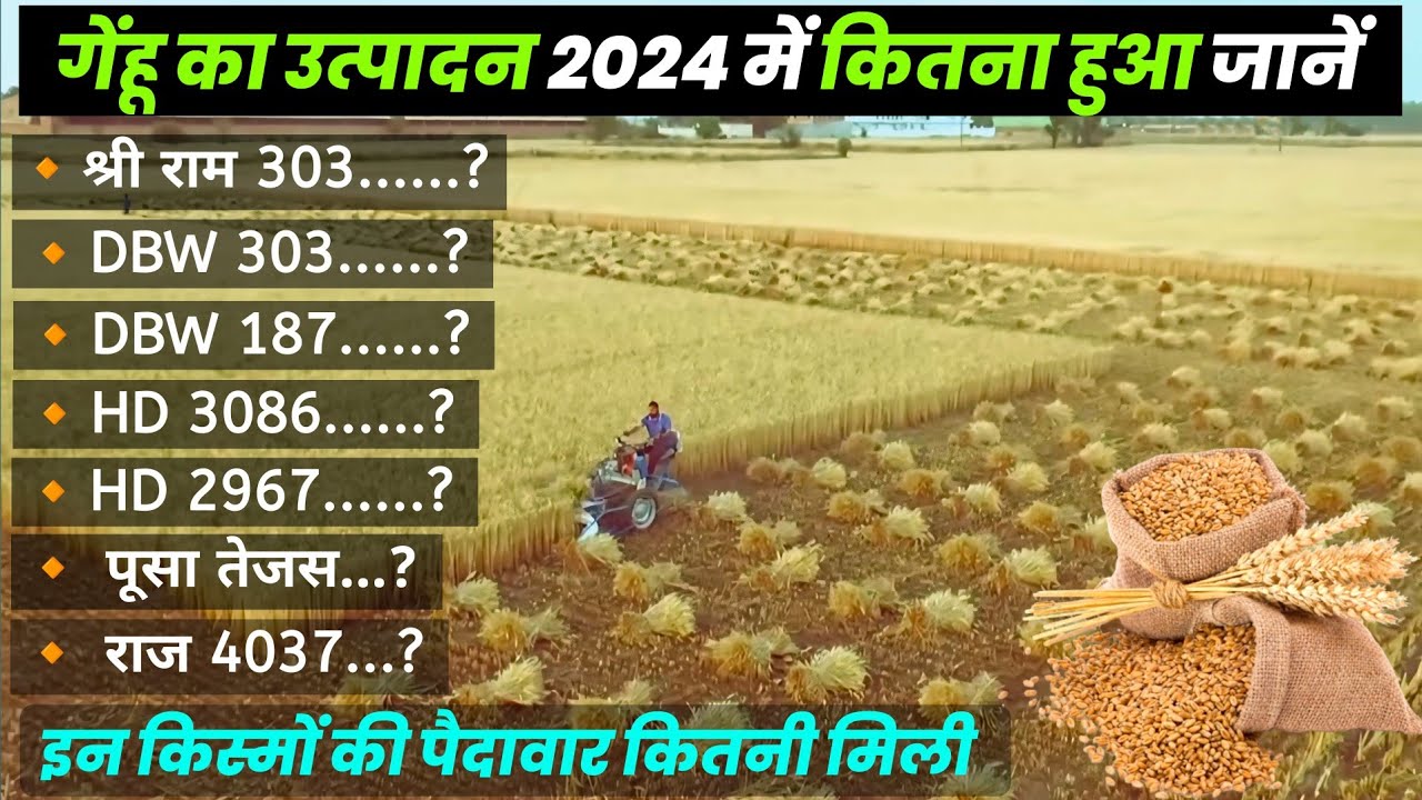 गेहूं का उत्पादन 2024 में कितना रहा | Super 303, HD 3086, HD 2967, Pusa Tejas | Per acre production