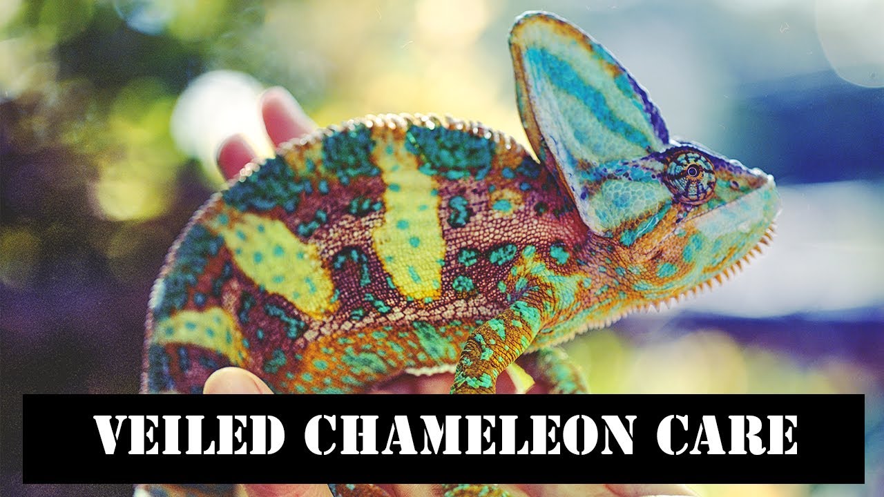 Veiled Chameleon Care