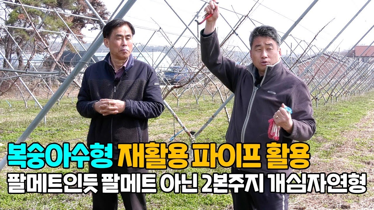 복숭아 수형잡기 재활용 파이프 활용 2본주지 개심자연형