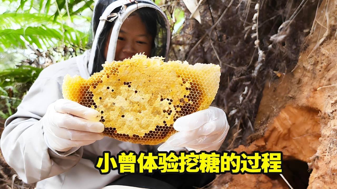 老罗夫妻俩到大山挖野生蜂蜜，土洞里的野生蜜蜂糖也太多了，整的小曾也想体验挖糖的过程！！【侗家老罗】