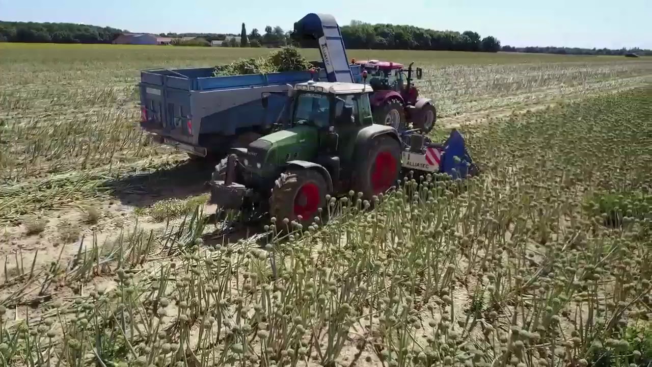 drone récolte des oignons en direct