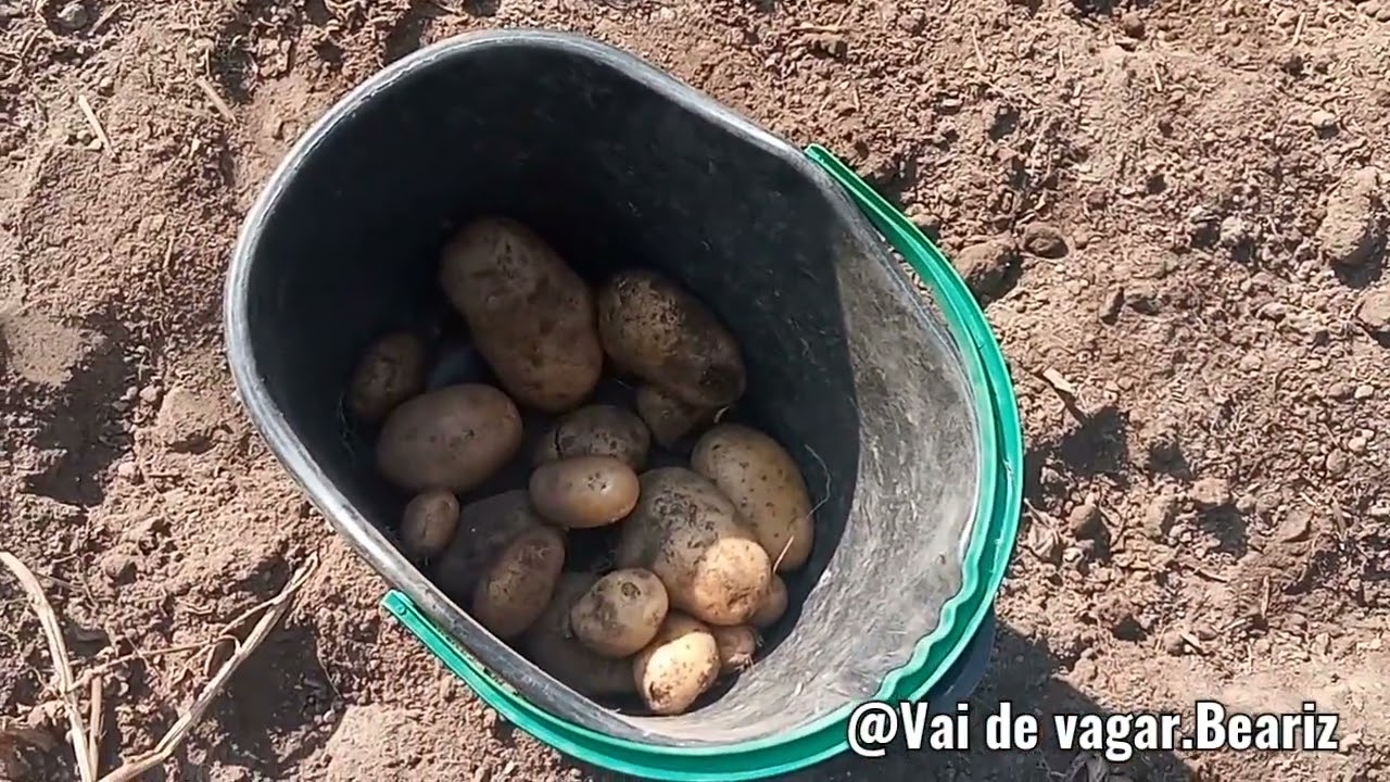 Apañando as patacas