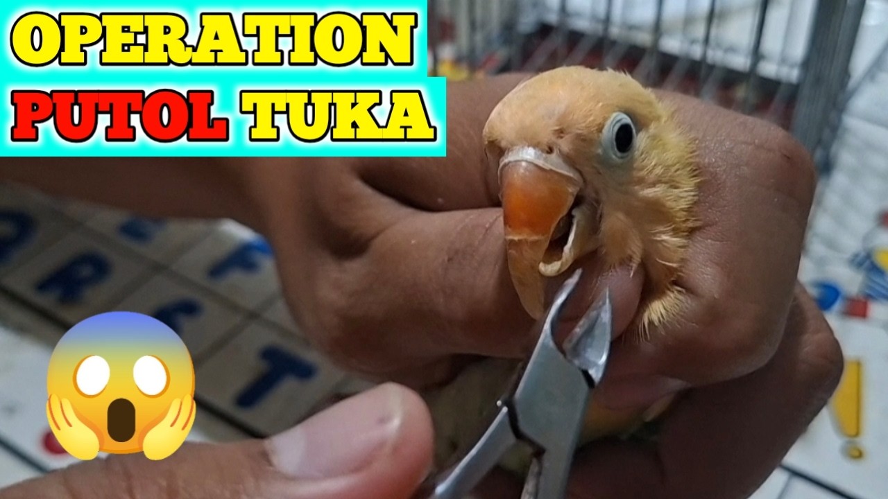 OPERATION PUTOL TUKA