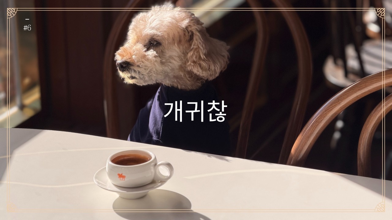 견생 개귀찮은 댕댕 🐶