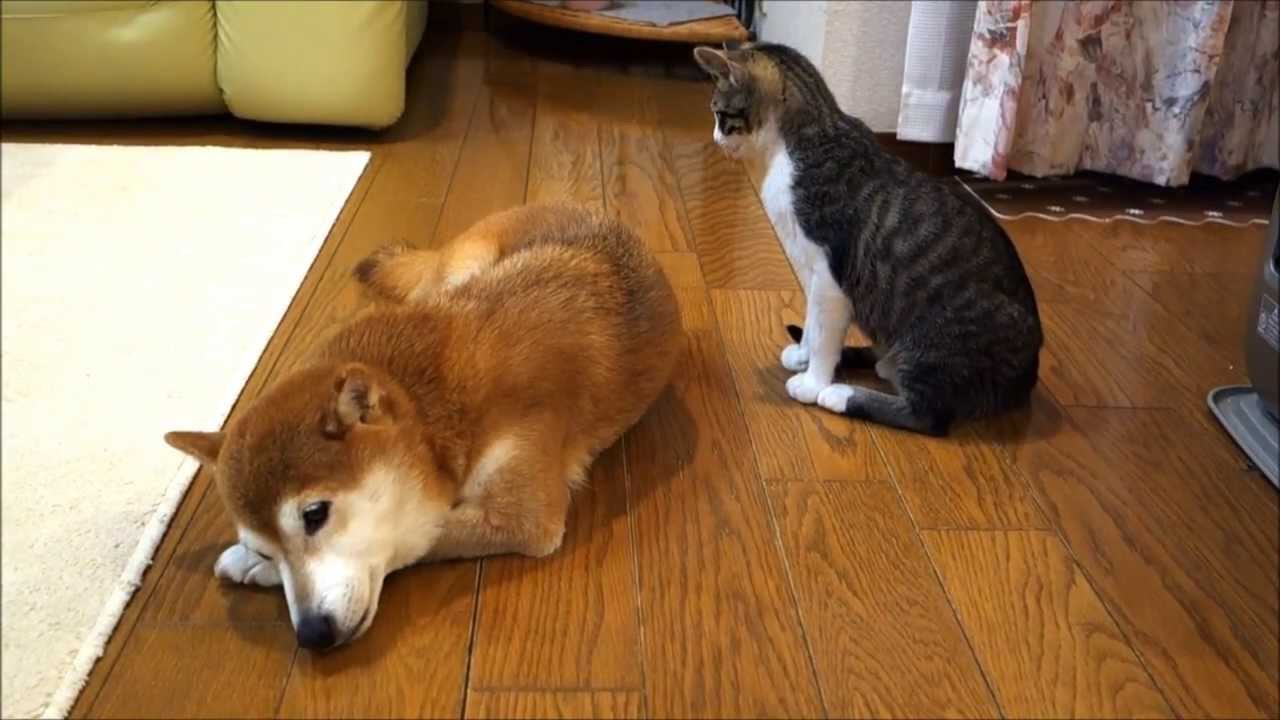 柴犬にそっと毛づくろいをする猫