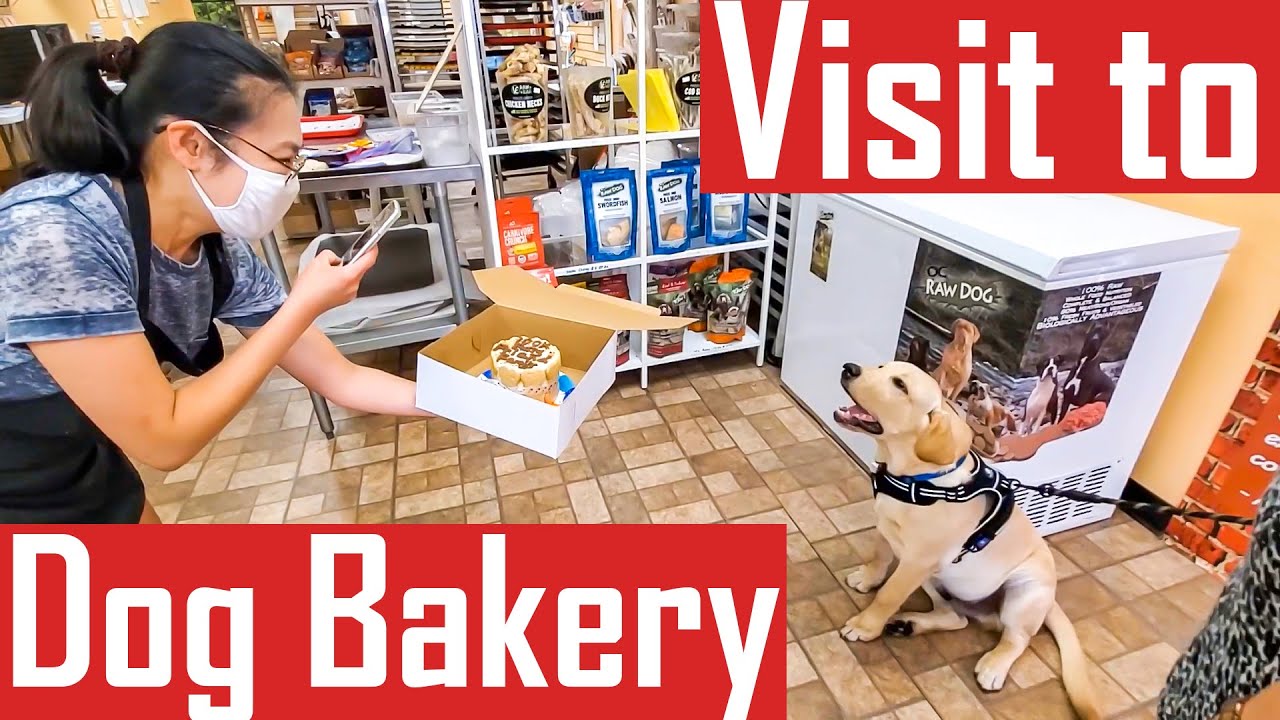 Our Labrador Puppy Goes to a Dog Bakery for the First Time and Buys a Dog Cake for Himself (Cute)