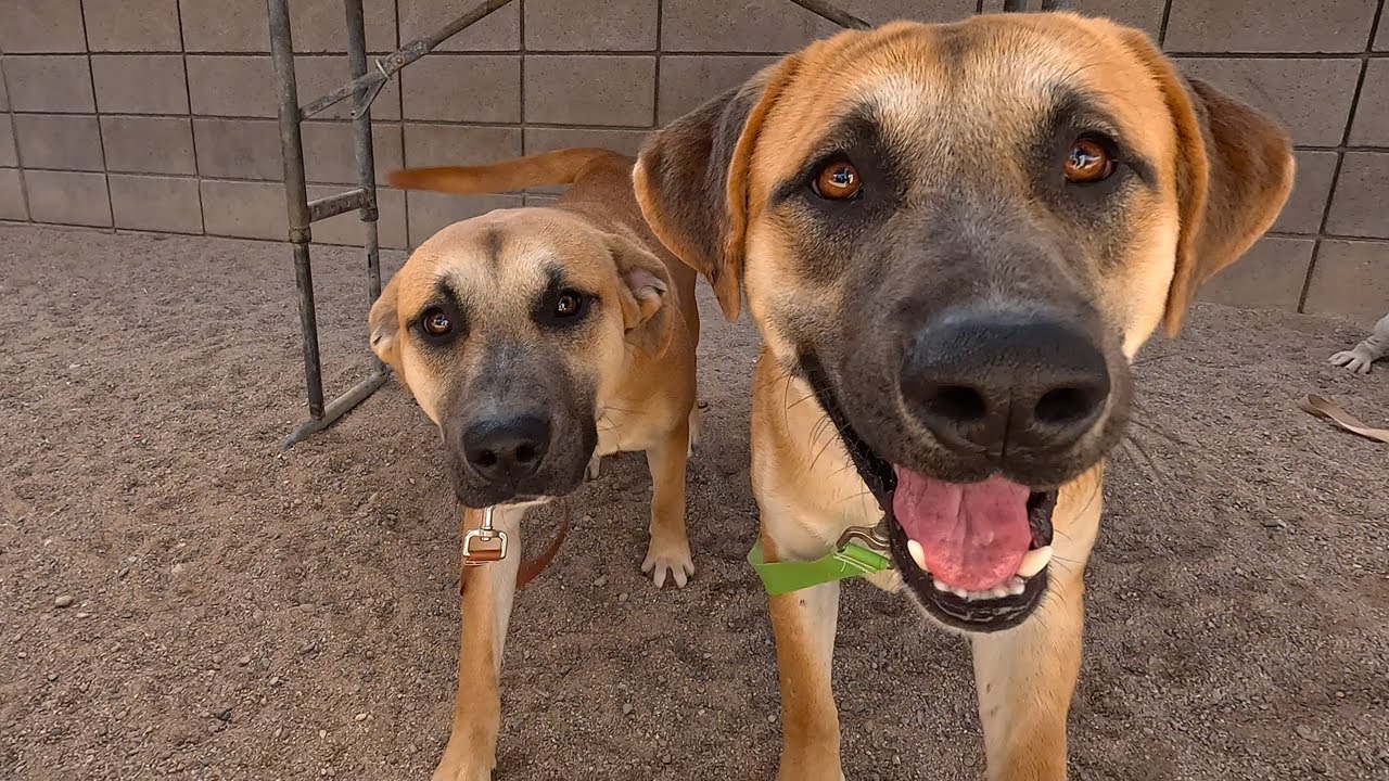Dog TV Daycare #23