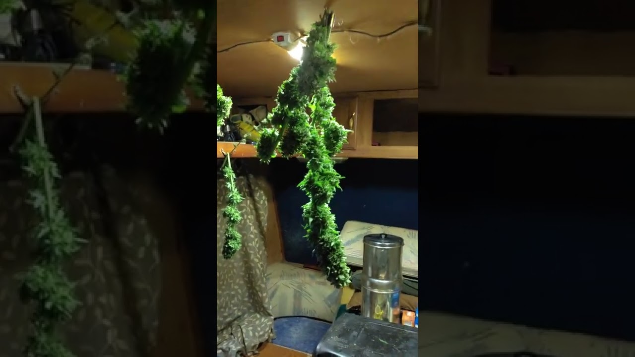 one 10 foot Northern Lights kush outdoor cannabis plant Harvest 😁 huge branches