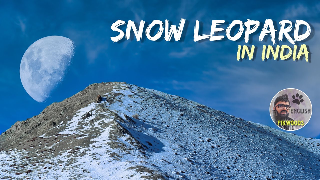 Snow Leopard in India | English version of Wildlife expedition in Ladakh.