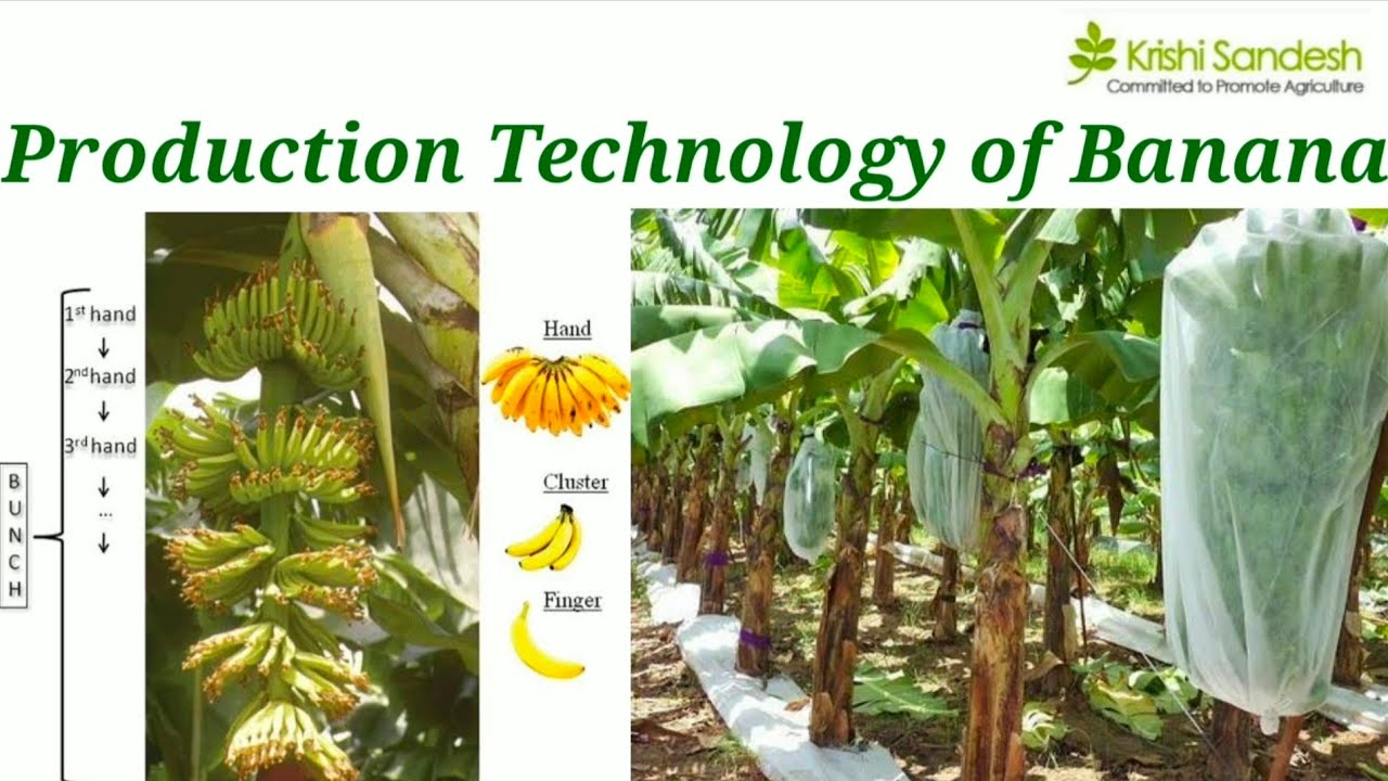 Production Technology of Banana  by Abhishek Jangid #FRTS221