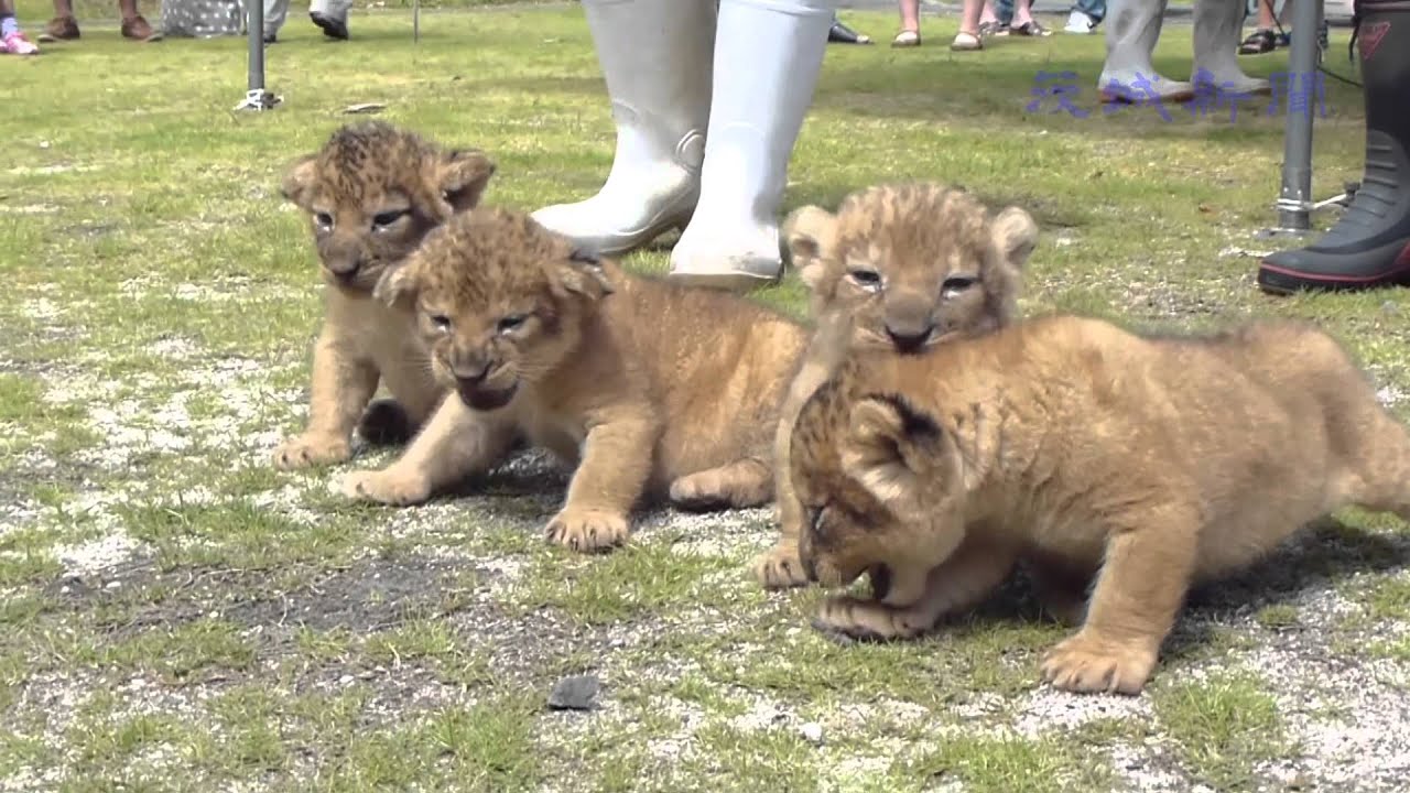 赤ちゃんライオンお披露目　日立・かみね動物園