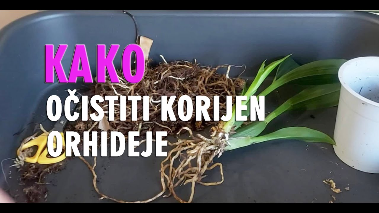 Kako očistiti dezinficirati korijen orhideje oncidium