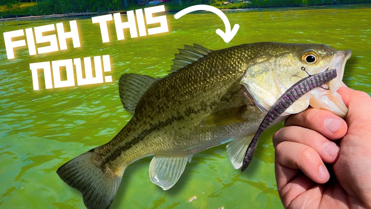 This is THE BEST Drop Shot Lure! Berkley Flat Worm!