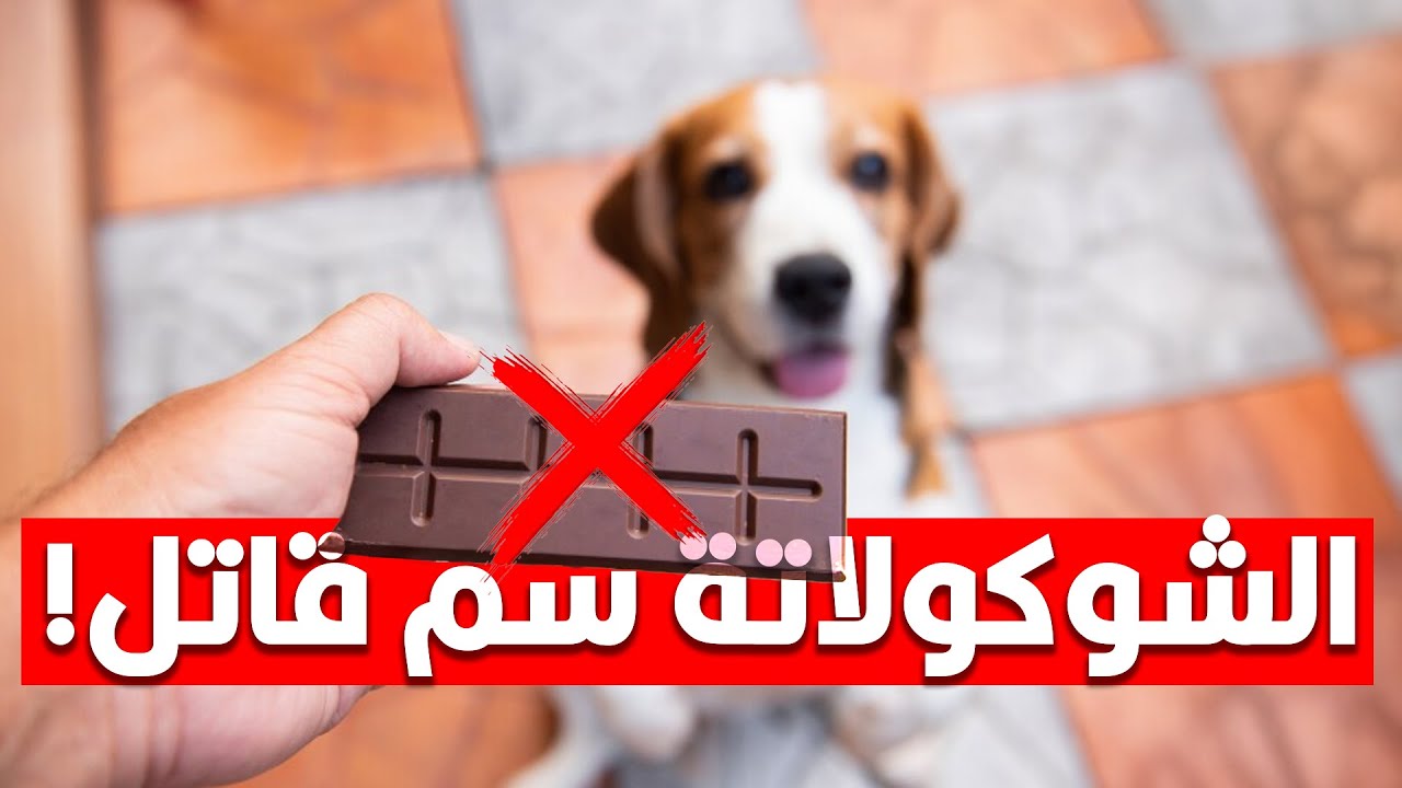 ليه الشوكلاتة بتموت الكلاب؟