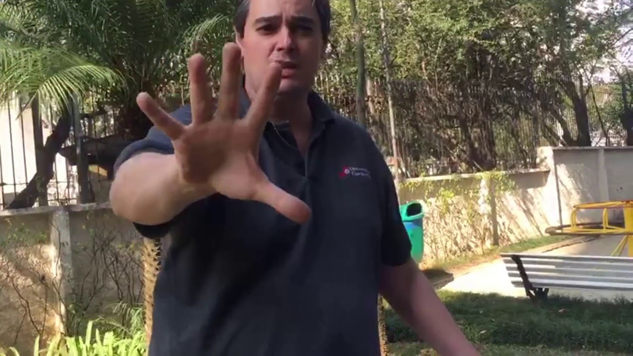 Como treinar sua ave de canto para a Estaca/Torneio
