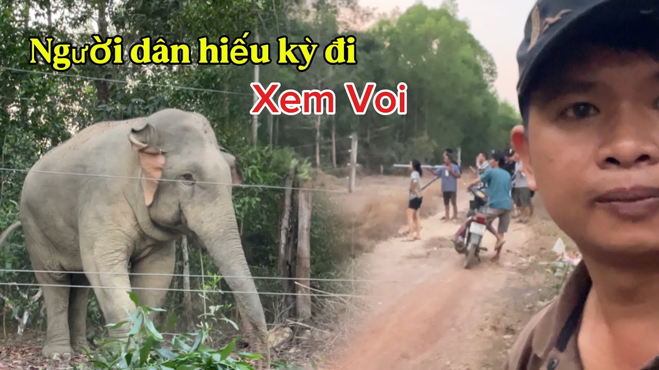 Người Dân Hiếu Kỳ Tụ Tập Đi Xem Voi Rừng