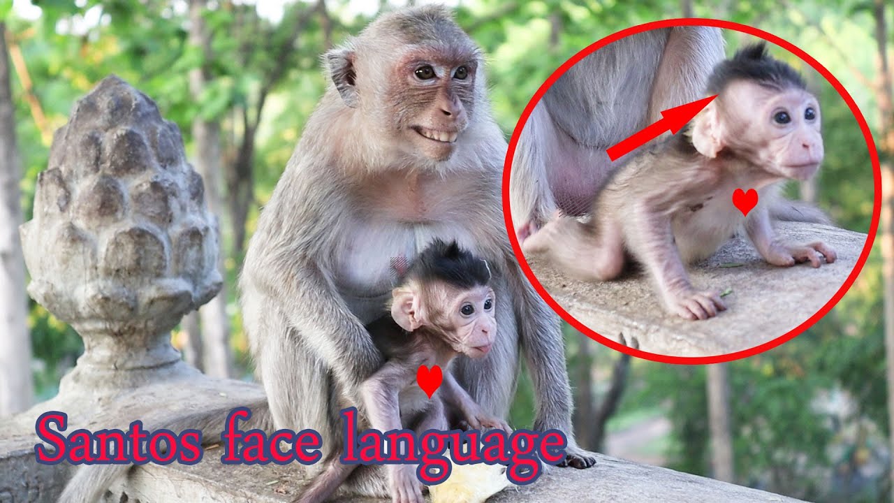 Little Baby Monkey Santos Use Face Language Of Monkey Look So Cute