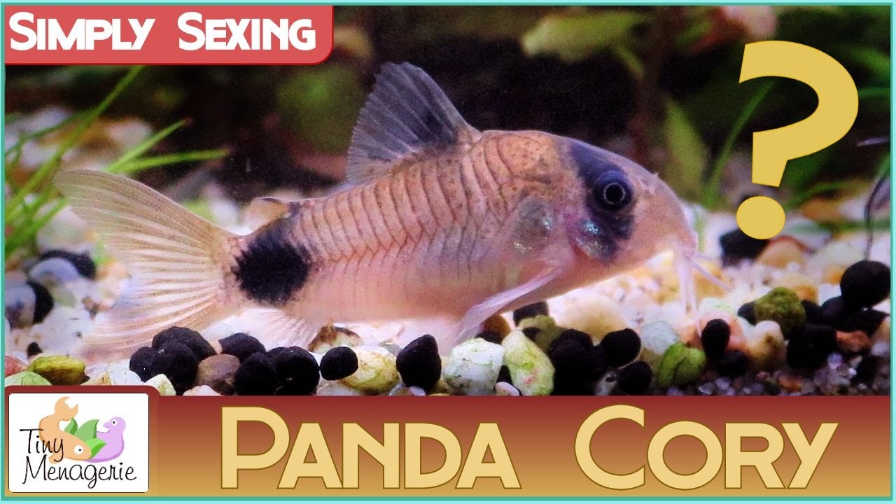 Определение пола у панды Corydoras: как отличить самца от самки