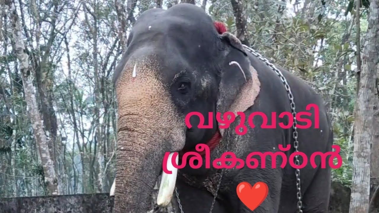വഴുവാടി ശ്രീകണ്ഠന്റെ വിശേഷങ്ങൾ 