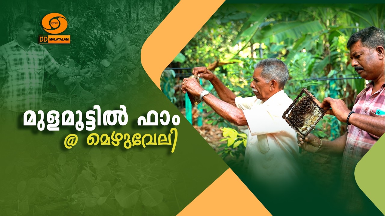 മുളമൂട്ടിൽ ഫാം @ മെഴുവേലി || Mulamoottil Farm @ Mezhuveli | Krishidarshan || DD Malayalam