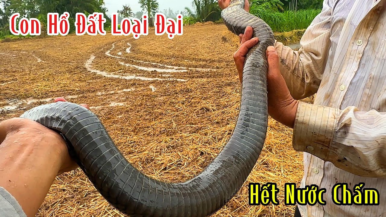 Nóng Lạnh Con Hổ Đất Hạng Nặng Đen Bóng | Mười Thương SB