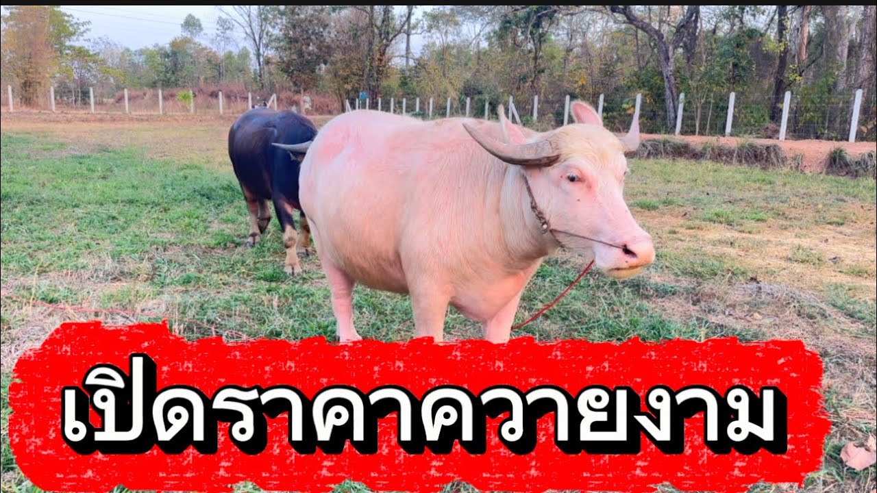 เปิดราคาควายงาม บ.ทุ่งมน อ.เมือง จ.สกลนคร