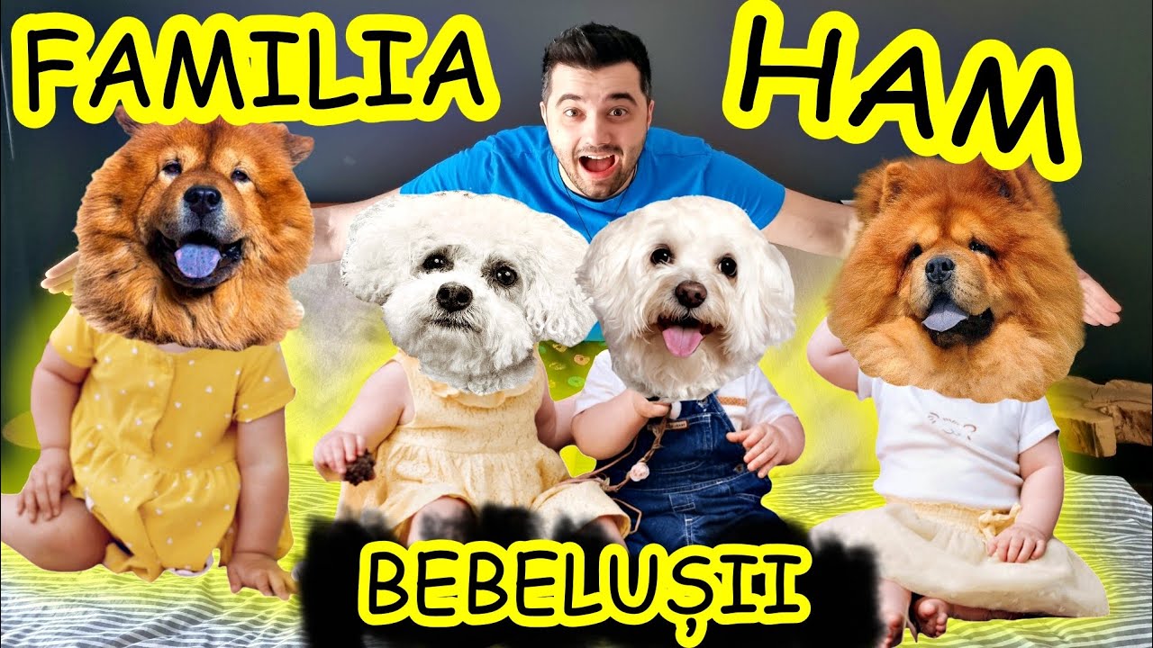 FAMILIA HAM 🐶 | BEBELUȘII | Toate episoadele
